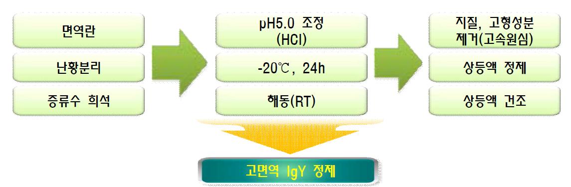 난황항체제제(IgY) 제조과정