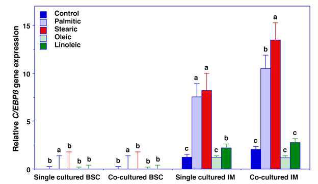 지방산 첨가와 배양법에 따른 C/EBP 유전자의 발현