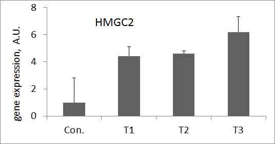 HMGCS2 발현