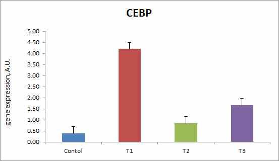 등심내 CEBP 발현