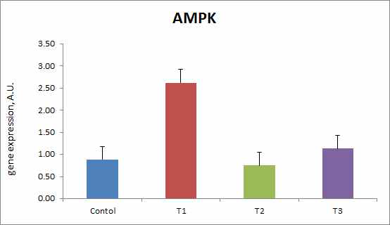 등심내 AMPK 발현