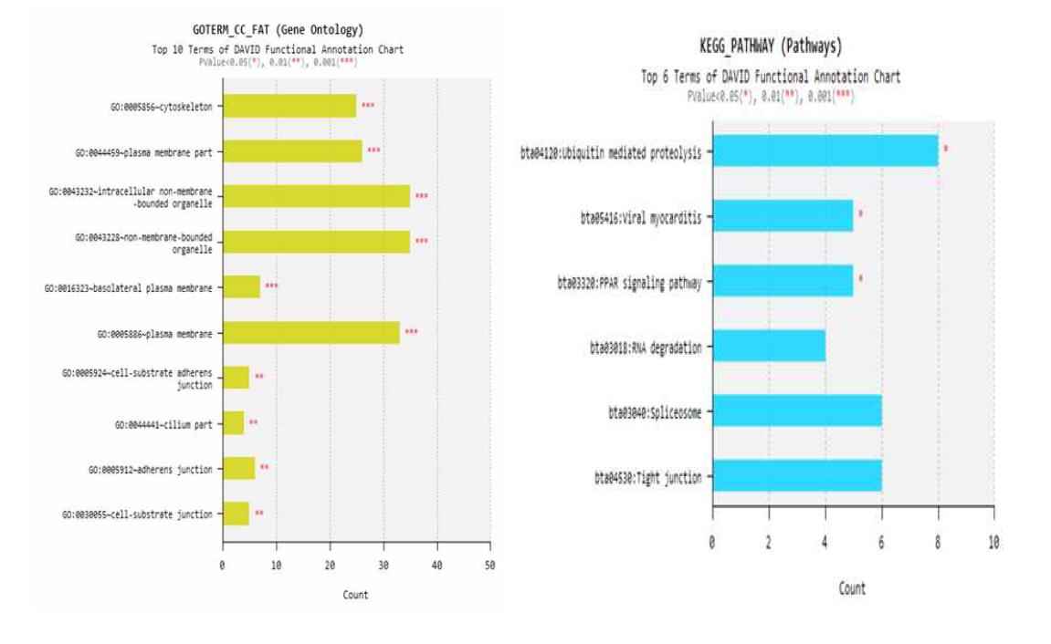 대사각인 처리에 따른 등심 차별발현유전자의 GO analysis-Cellular components, KEGG pathway 분석