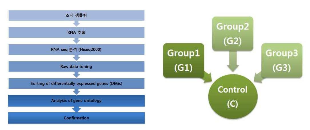 RNA sequencing 분석 흐름도 및 처리구별 비교분석