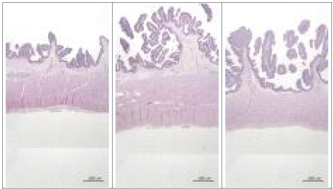 Images for dissection of rumen tissue for Control After (G1 group), Starch After (G3 group), and Grass After (G2 group)