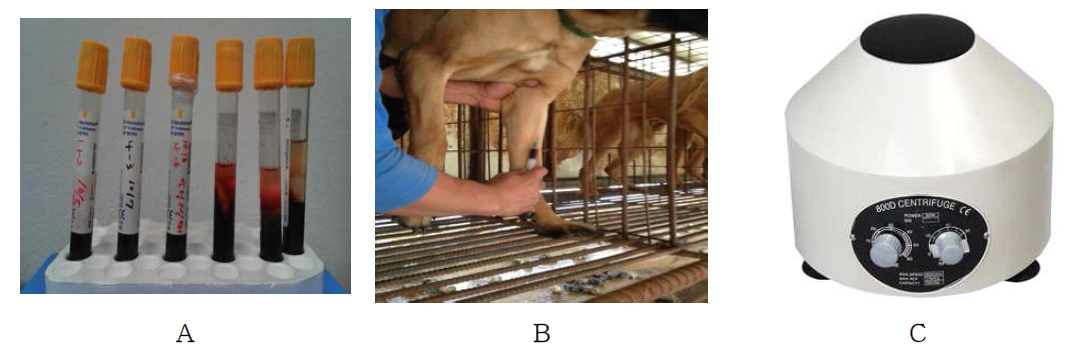 발정발현 견의 채혈 및 혈청분리 과정(A : 혈액 수집용 튜브, B : 채혈사진, C : 원심분리 후 혈장분리).