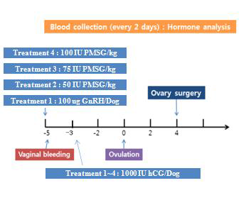 발정유도견의 과배란 처리방법 및 채란일정.