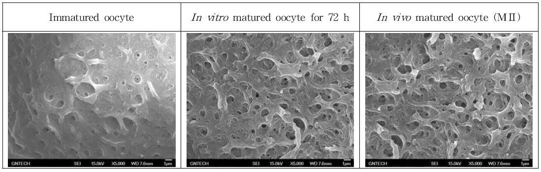 미성숙, 체외/외 성숙 유래 개 난자의 투명대 특성 비교분석 (5000 X).