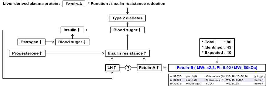 Fetuin-beta에 대한 발정주기 관련 메커니즘 분석을 위한 모식도.