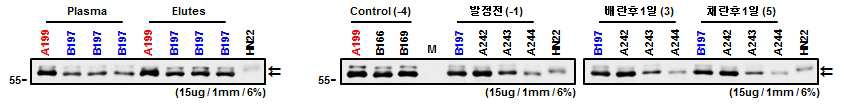 Western blot 분석을 통한 발정주기 단계별 Fetuin-beta 발현양상의 비교.