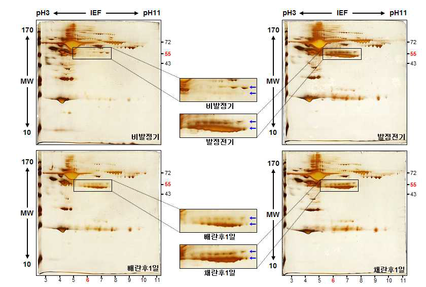 2-DE 스크리닝을 통한 발정주기 단계별 단백질 발현양상의 비교.