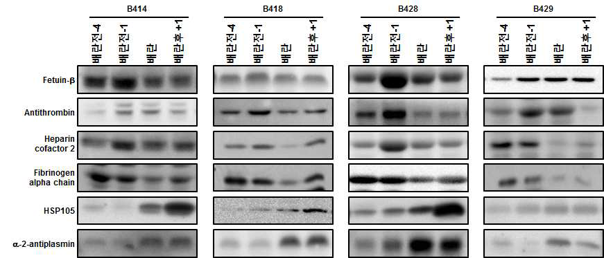 최종 선별단백질 (6종)에 대한 western blot 분석