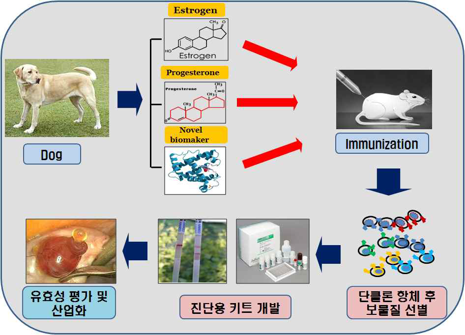 개 발정 검증용 진단키트 제작 방법.