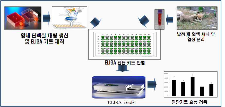 발굴 항체를 이용한 진단키트 제작과 효능 검증.