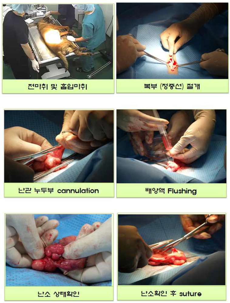 개 in vivo란 채란 과정.