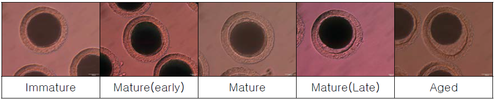 Denuded 난자의 morphology에 따른 난자의 상태 분류 예시.