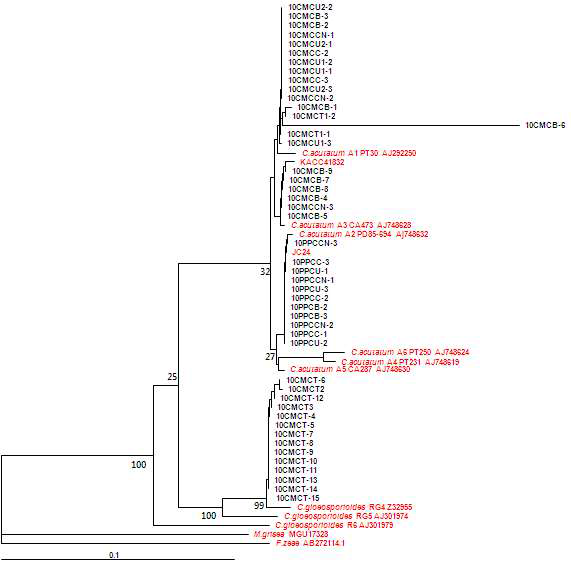 rDNA의 ITS1,2-5.8S 영역의 염기서열(550bp)을 이용하여 얻은 계통수 (Phylogenetic tree). 숫자는 bootstrap values(%)로 1000회의 bootstrap test 실시.