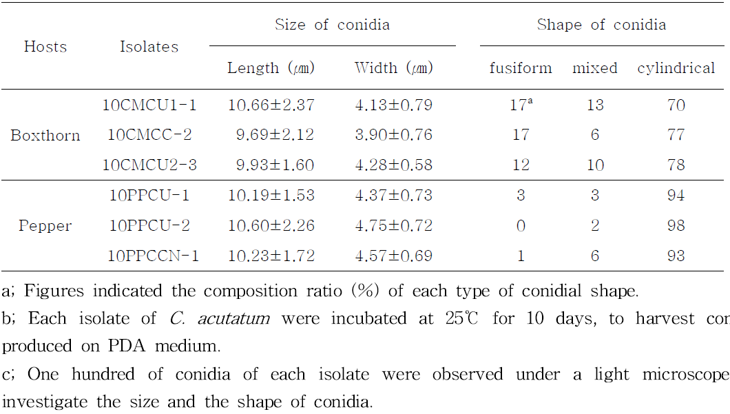 청양군내 이병된 고추와 구기자에서 분리한 C. acutatum의 분생포자의 크기와 형태