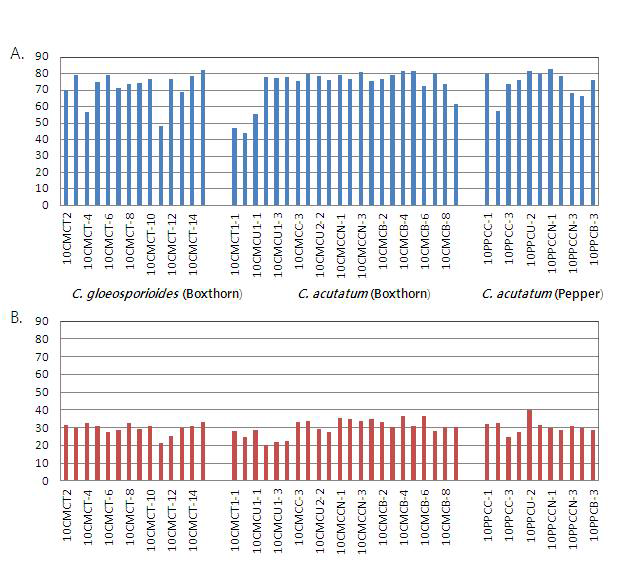구기자와 고추에서 분리한 C. acutatum과 C. gloeosporioides의 균사생장률