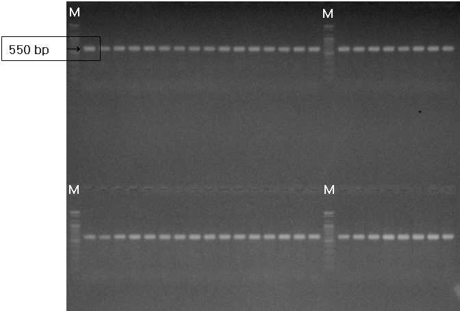 구기자와 고추에서 분리한 C. acutatum 과 C. gloeosporioides의 rDNA ITS1, 2-5.8S 영역의 증폭