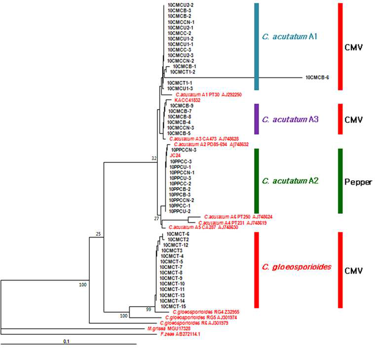 rDNA ITS1, 2-5.8S 영역 염기서열을 이용한 구기자와 고추에서 분리한 탄저병균의 계통수