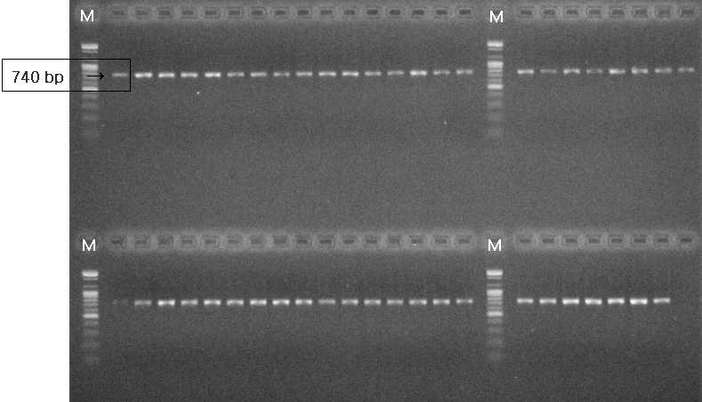 구기자와 고추에서 분리한 C. acutatum과 C. gloeosporioides의 β-tubulin 2 영역의 증폭