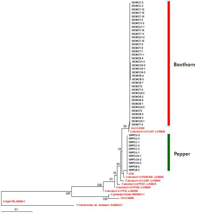 β-tubulin 2 유전자 염기서열을 이용한 구기자와 고추에서 분리한 탄저병균의 계통 수