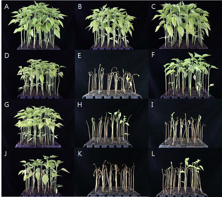 188(A, D, H, J), 197(B, E, H, K)과 218(C, F, I, L) 균주에 대한 고추 역병저항성품 종의 역병발병 비교