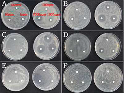 NA배지 상에서 paper disc법으로 실험한 살균제의 Ralstonia solanacerum 생장 억제효과