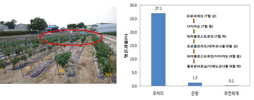 고추탄저병 방제 농약 처리 및 방제 효과