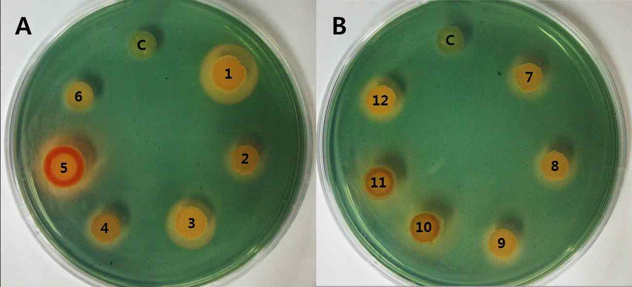 siderophore 활성 검정.