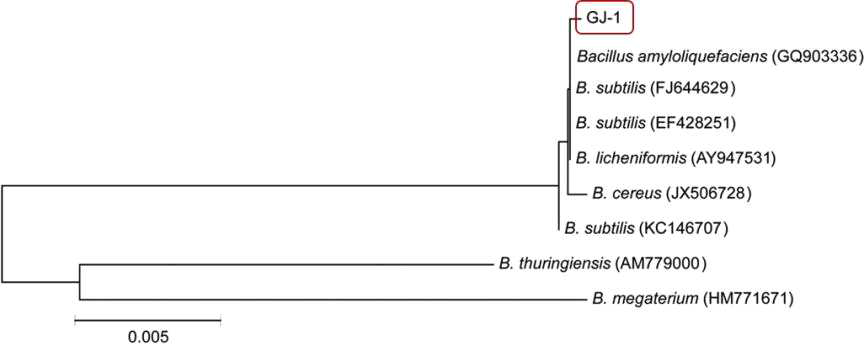 선발된 GJ-1 균주의 16s rRNA phylogenetic tree.