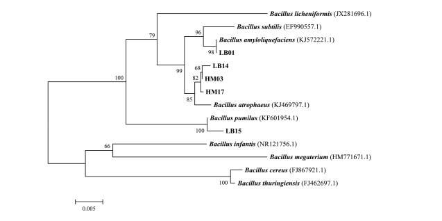 본 연구에 사용된 Bacillus strain의 16S rRNA 계통분석도