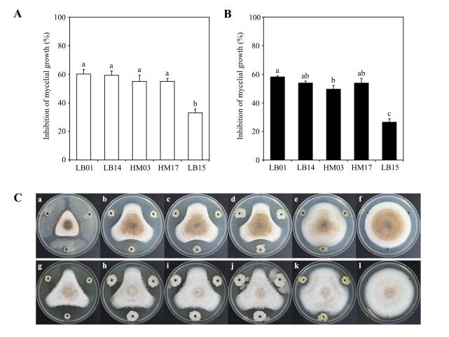 바실러스 균주들의 두 Colletotrichum 속에 대한 균사생장 항균 활성