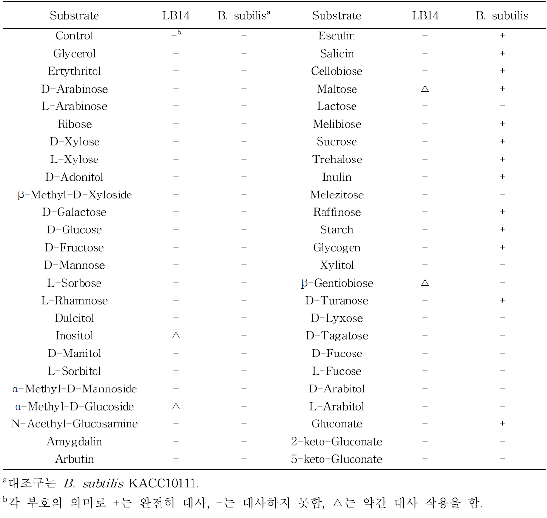 대표균주 B. subtilis와 LB14 균주의 생리, 생화학적 특성 비교 분석