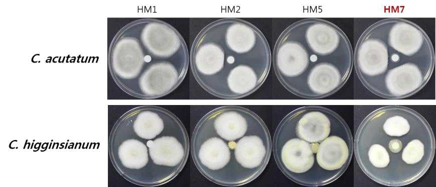 갯벌에서 분리된 유용미생물의 Colletotrichum sp.에 대한 항균활성검정.