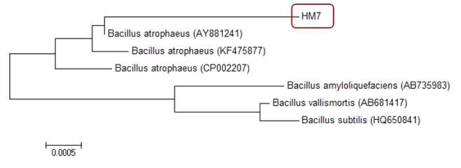 갯벌에서 분리된 HM7 균주의 16s rRNA phylogenetic tree.