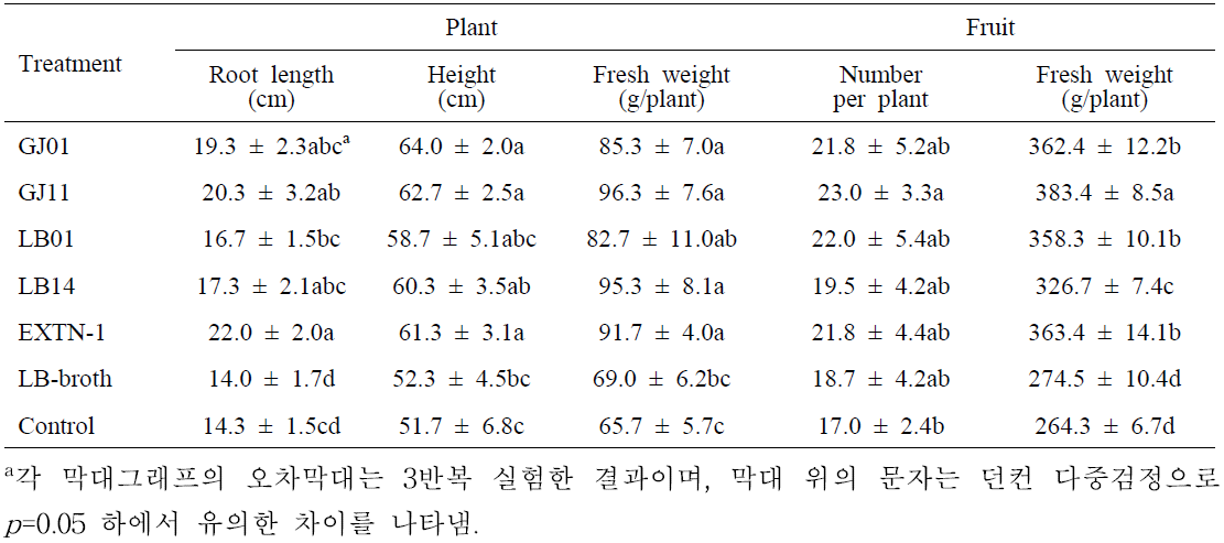 고추 포장에서 미생물 처리에 의한 PGPR 효과