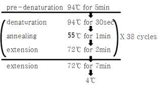 고추탄저병균 집단의 유전적 특성 분석에 사용한 RAPD PCR조건.