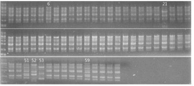 고추탄저병원균의 RAPD 결과.