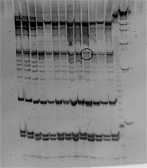 Polyacrylamide mini gel electrophoresis.