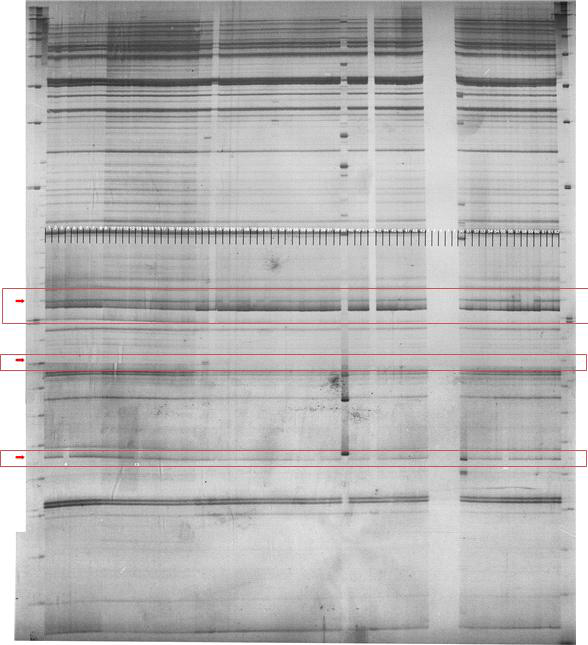 EcoRI – ACC, MseI – CTT primer를 이용하여 실험한 결과.