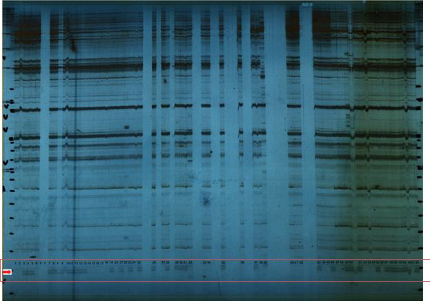 EcoRI – ACG, MseI – CTG primer를 이용하여 실험한 결과.