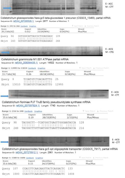 Polymolpism을 보인 밴드의 sequencing 결과.