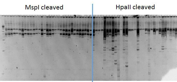 Methylation 서열을 인식하는 제한효소로 AFLP를 진행한 polyacrylamide mini gel electrophoresis.