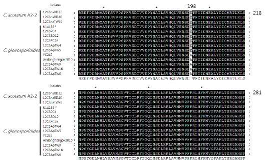 Benzimidazole계 살균제에 대해서 반응이 다른 Colletotrichum acutatum A2-2와 C. gloeosporioides의 β-tubuline 아미노산 서열 비교.