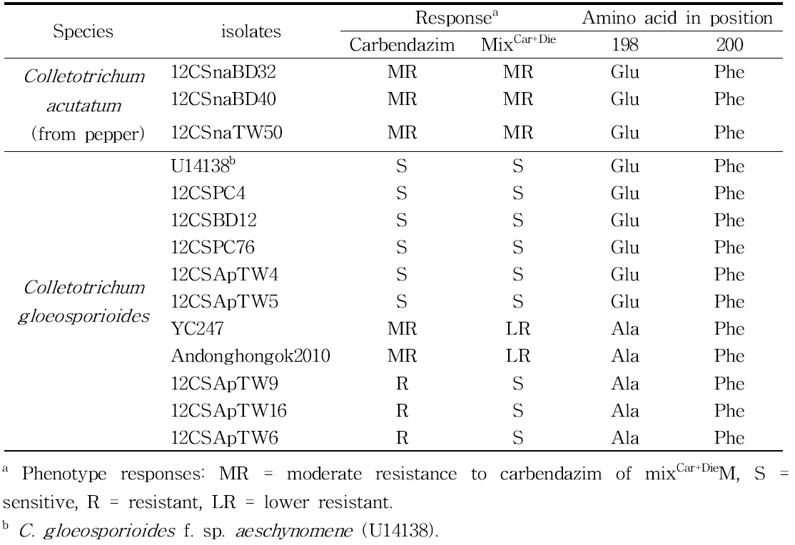 benzimidazole계 살균제인 carbendazim과 carbendazim/diethofencarb 혼합제에 대한 반응과 β-tubulin 유전자의 198번째 아미노산과의 관계