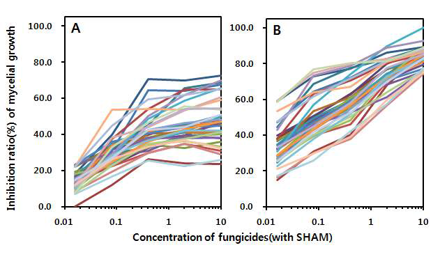 SHAM을 100 ㎍/㎖ 첨가한 PDA 배지 상에서 azoxystrobin(A)과 pyraclostrobin(B)의 C. acutatum에 대한 균사생장 억제효과.