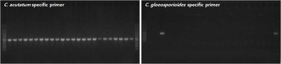 Colletotrichum acutatum과 C. gloeosporioides 특이적 primer를 이용한 PCR 동정.