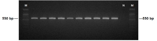 ITS5/ITS4 프라이머를 이용한 고추와 사과에서 분리된 탄저병균의 rDNA 영역 증폭