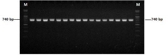T1/Bt2b 프라이머를 이용한 고추와 사과에서 분리된 탄저병균의 β-tubulin2 유전자 증폭